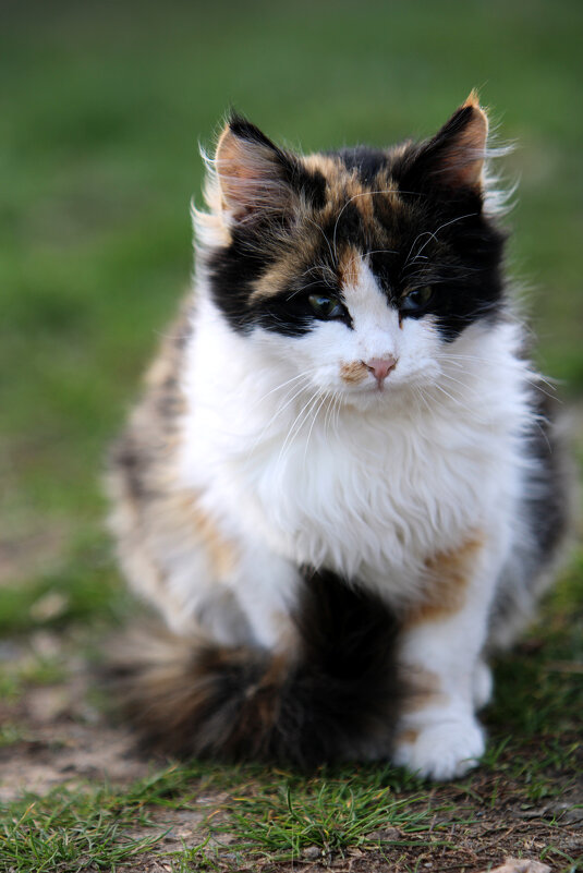 Котя - Николай (dr.Zlo) Кузнецов Котя - Николай (dr.Zlo) Кузнецов