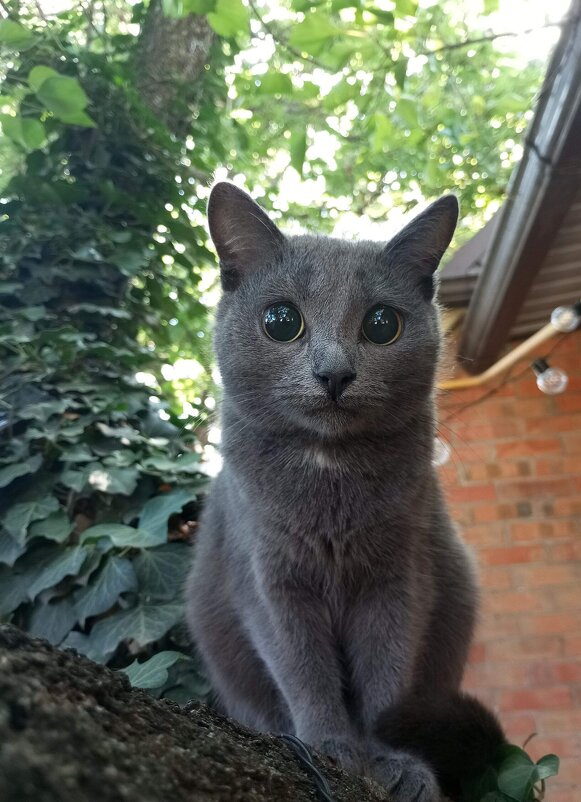 Кошка - Оксана Новик 