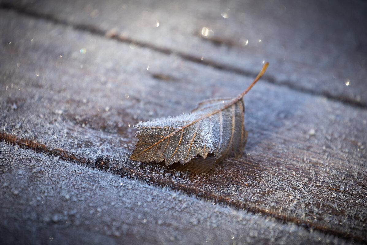 **** - Елизавета .