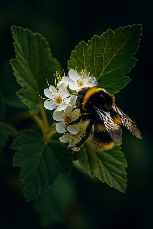 *** - Хэлен ***