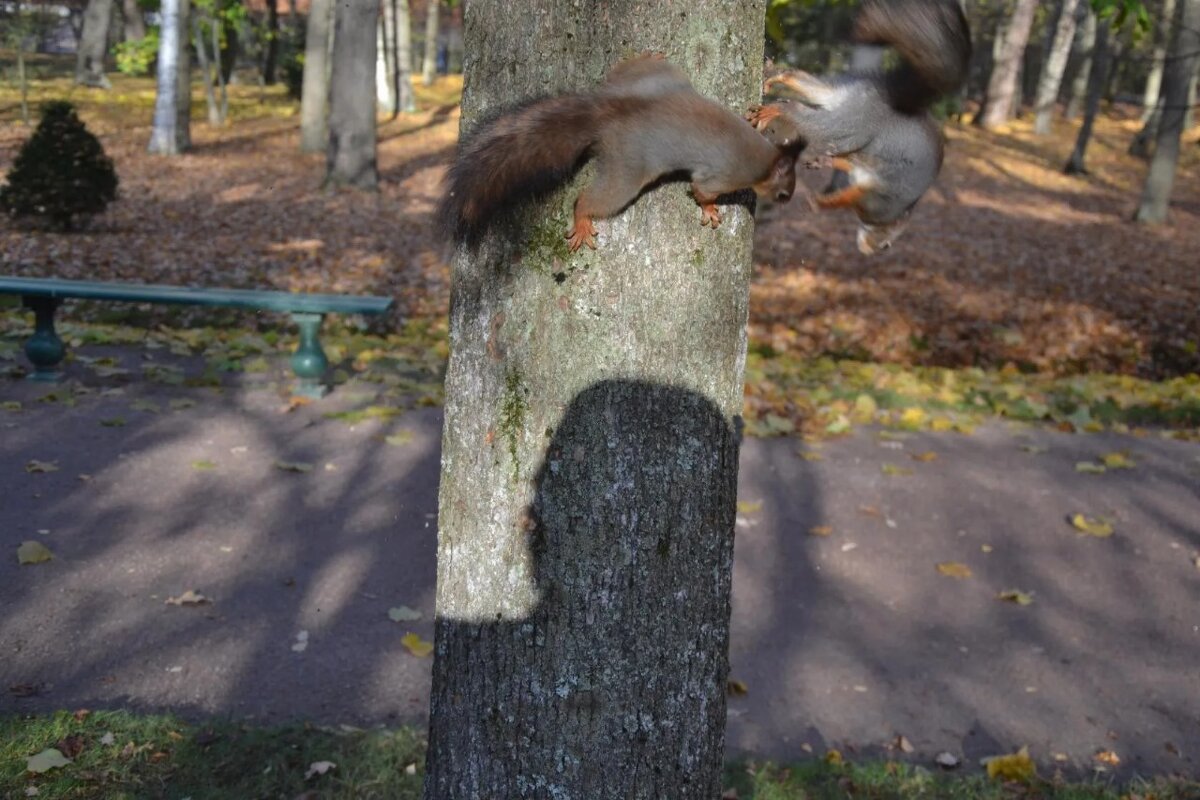 Догонялки - Надежда 