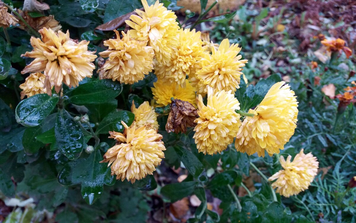 Цветы запоздалые - Galina Solovova