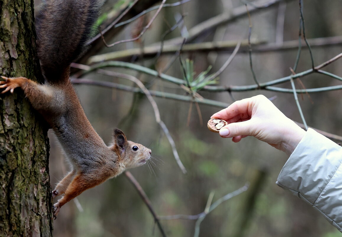 Планка! - Александр Кондаков