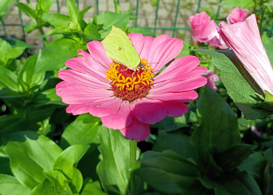 Бабочка и цинния. - Ирина ***