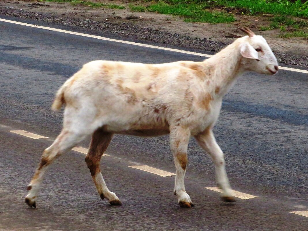 Переходит дорогу - Андрей Снегерёв
