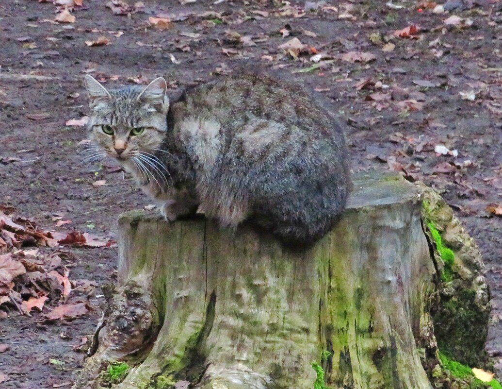 Сидя на пеньке - Андрей Снегерёв