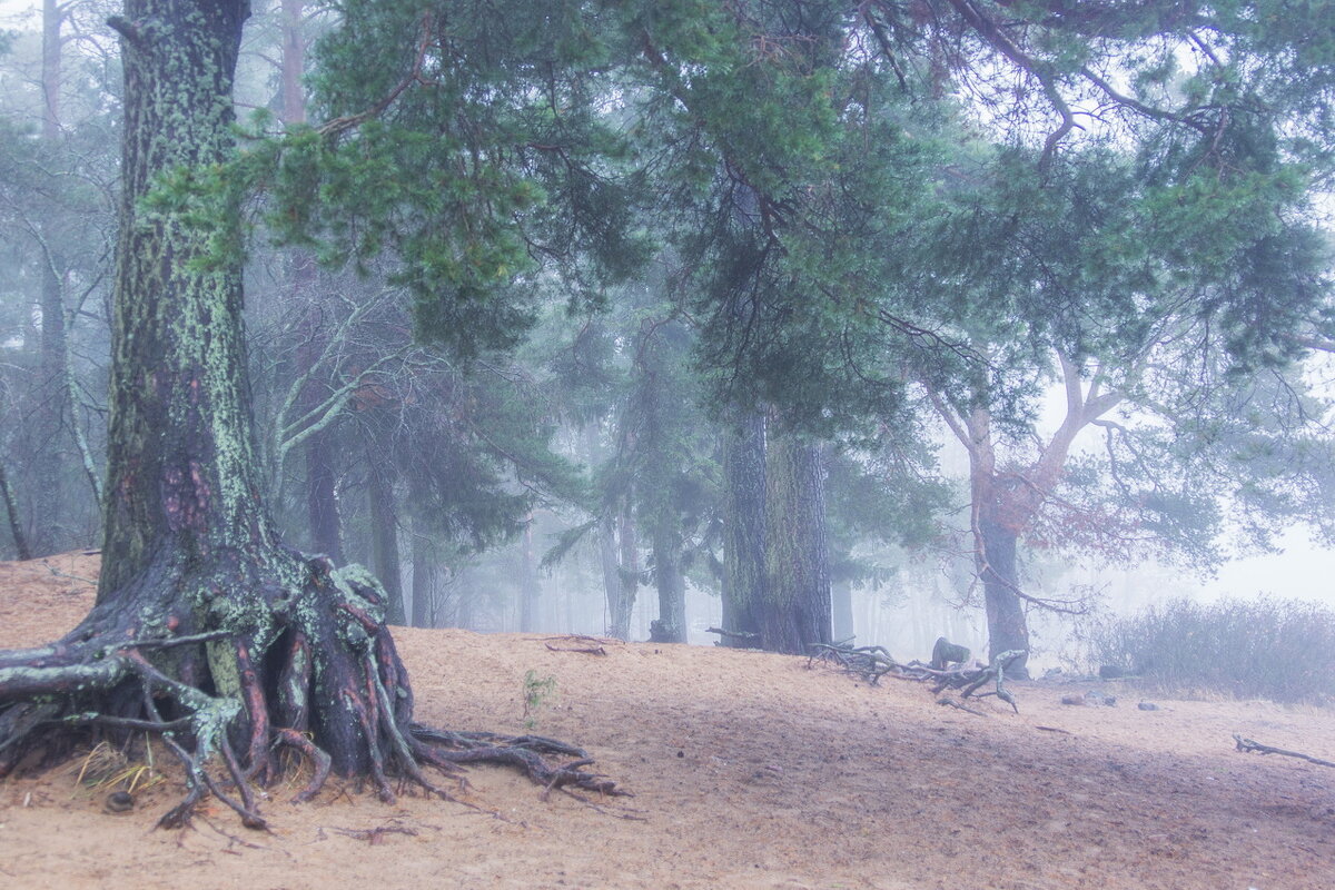 *** - Сергей  Могутов 