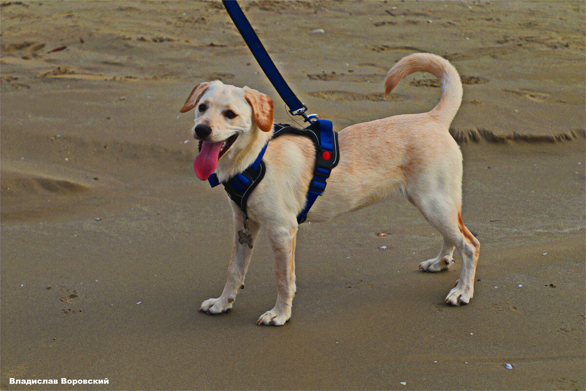 Моя любимая собака Хелли - Владислав Воровский 