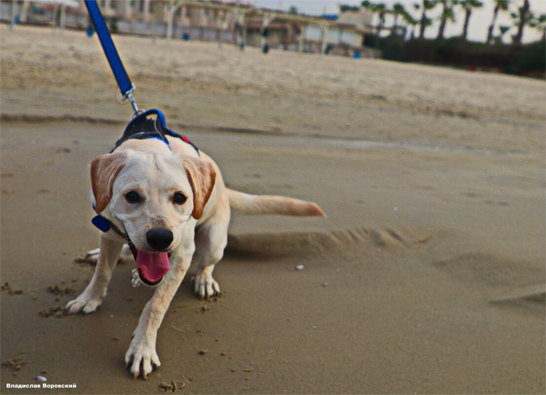 Моя любимая собака Хелли - Владислав Воровский 
