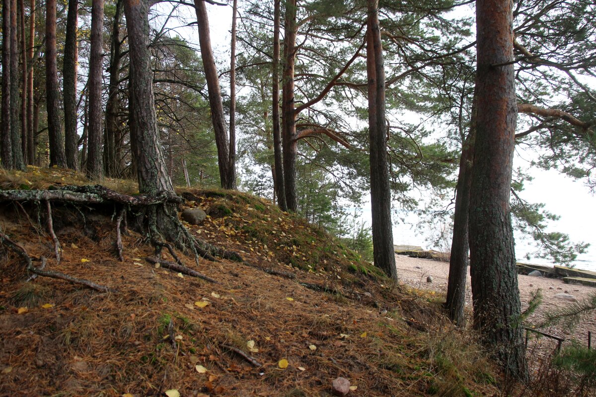 Репино - Наталья Герасимова