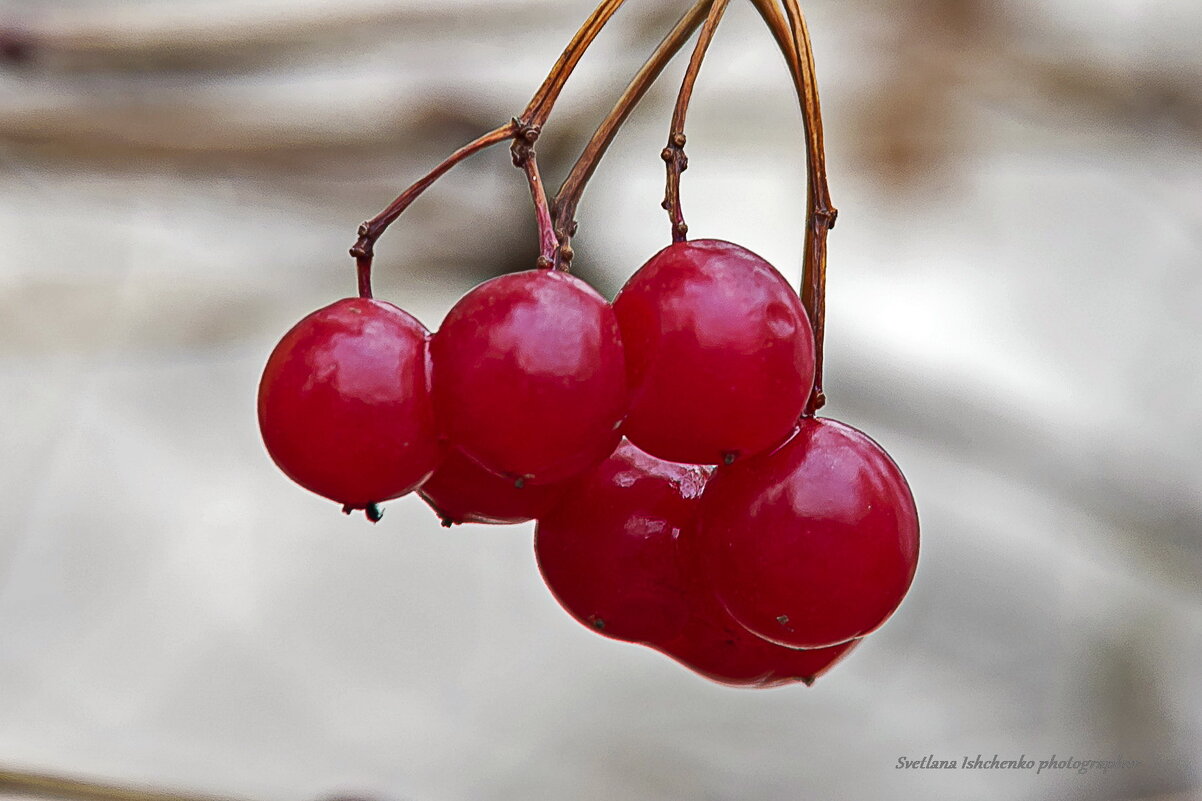 Ягоды калины. - Светлана Ищенко