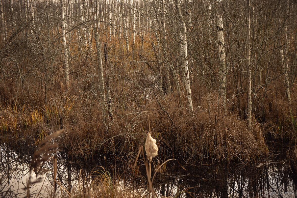 болотистая местность - fogmeadowww m