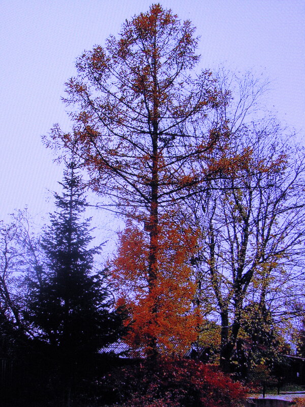 Облетела лиственница - Людмила Смородинская
