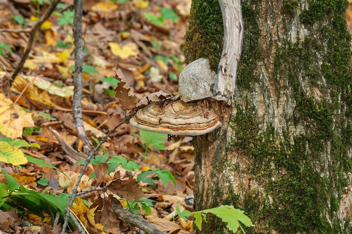 Гриб трутовик - Игорь Сикорский