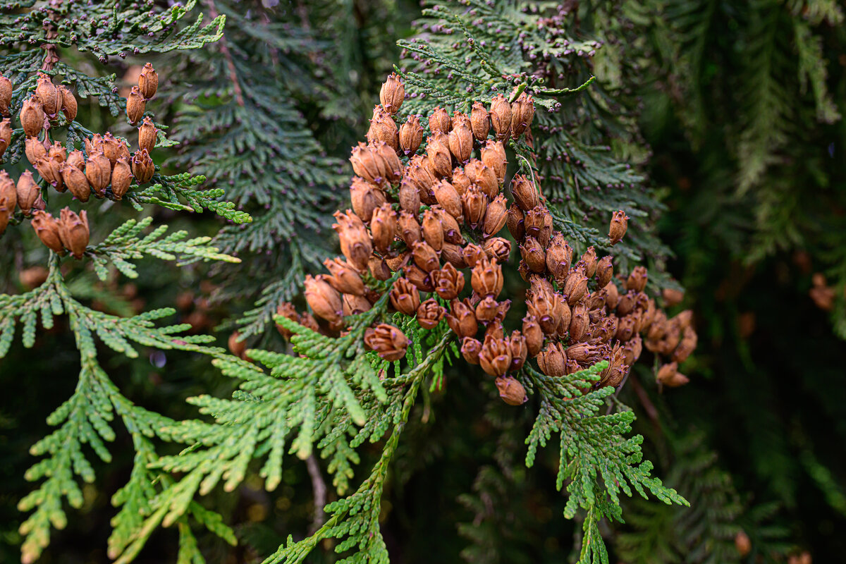 *** - Валерий Пославский