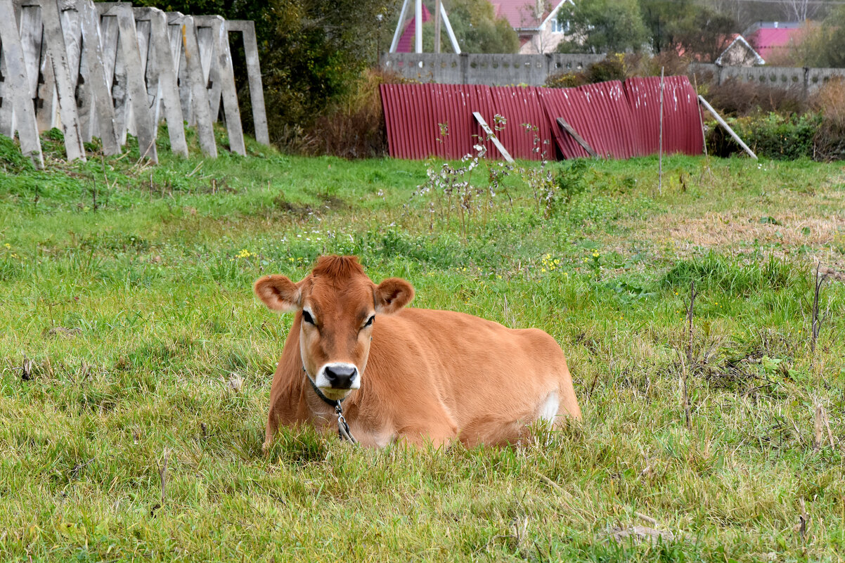 Московская область. Серпухов. Ферма «Русский страус». - Наташа *****