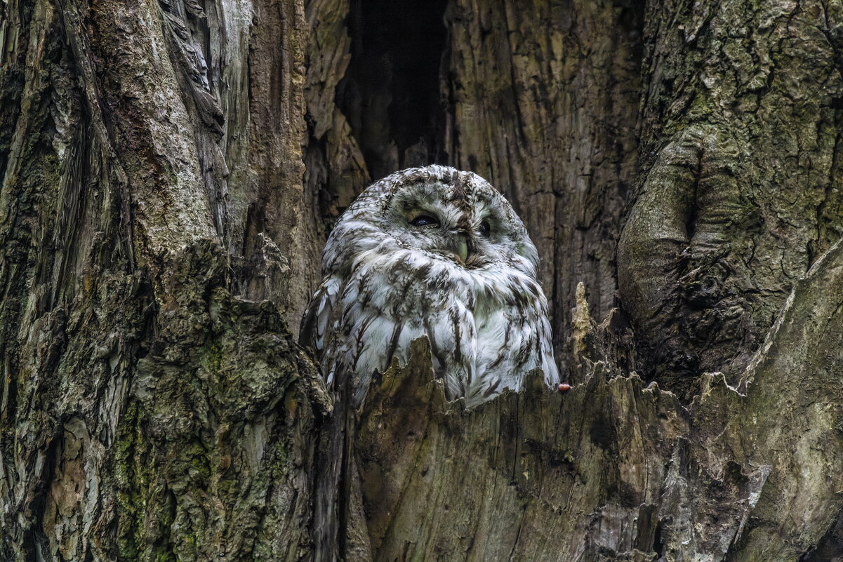 серая неясыть.молодая. - юрий макаров серая неясыть.молодая. - юрий макаров
