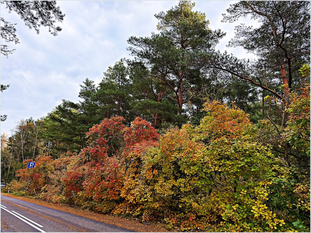 Природа Куршской косы. - Валерия Комова Природа Куршской косы. - Валерия Комова