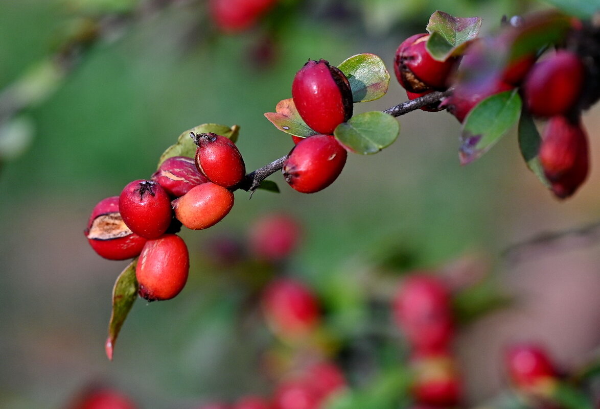 Кизильник... - Николай Саржанов Кизильник... - Николай Саржанов