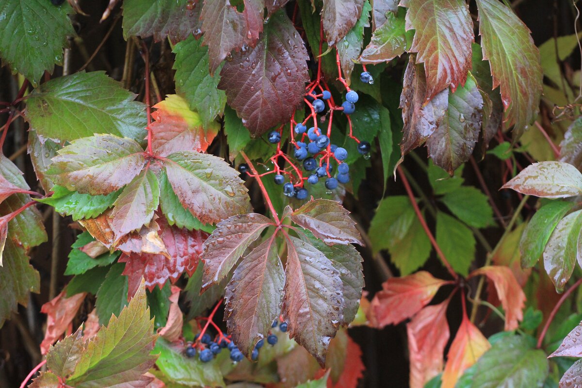 *** - Оксана Новик 