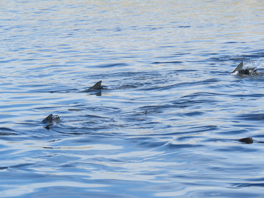 2, Горбуша в море - ИРЭН@ .