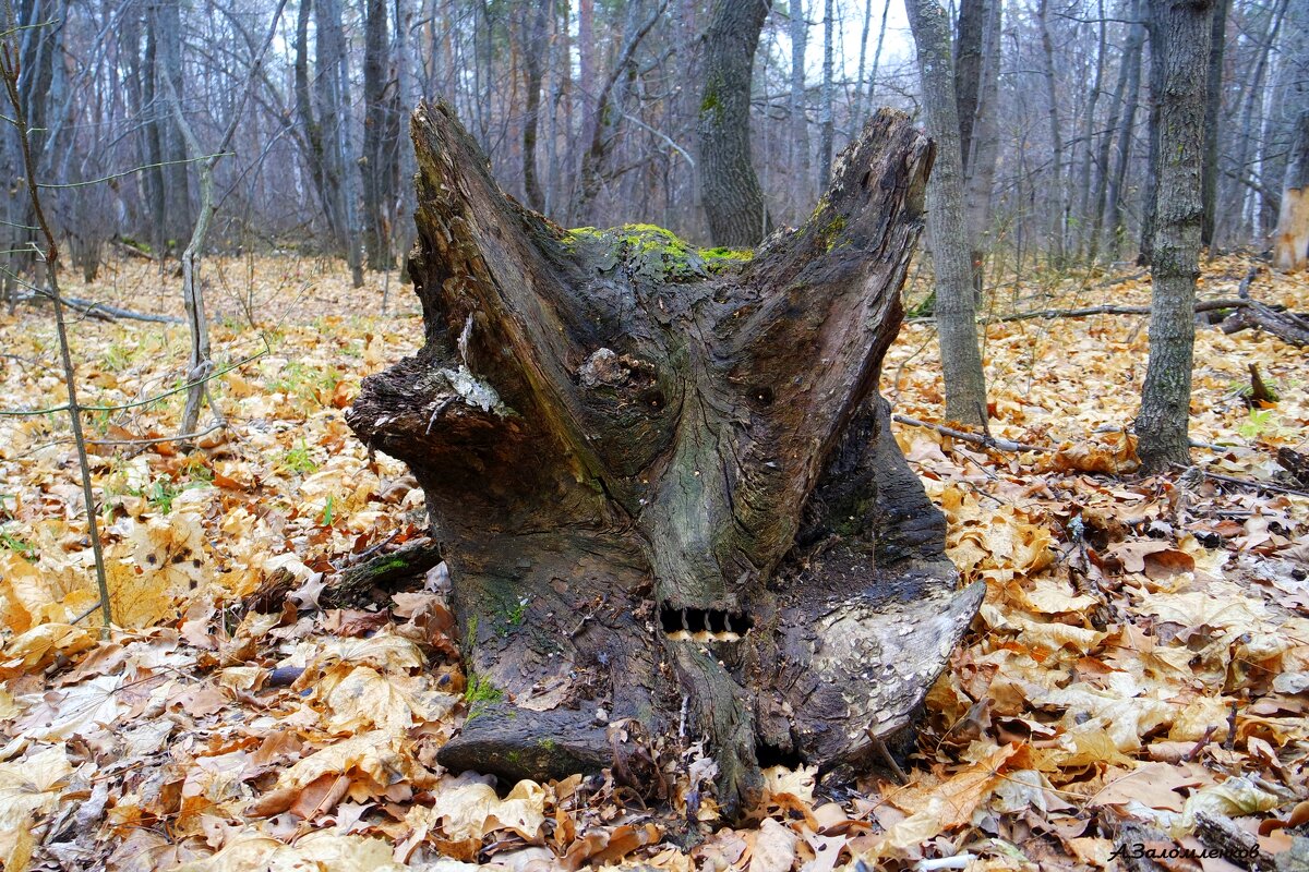 Гадаем о погоде на Дмитриев день..:-) - Андрей Заломленков Гадаем о погоде на Дмитриев день..:-) - Андрей Заломленков
