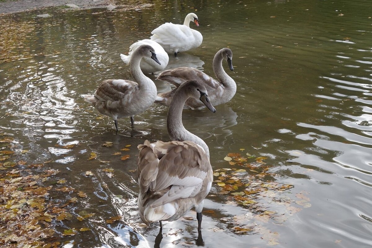 Лебеди на озере - Рита Симонова