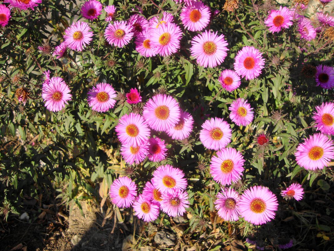 цветики ноября... - Галина Флора