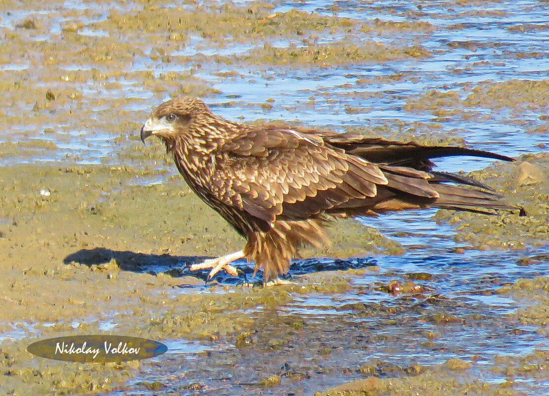 Чёрный коршун - Николай Волков