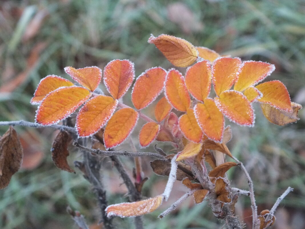 ** - Зоя Мишина