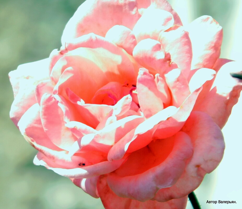 Роза. - Валерьян 