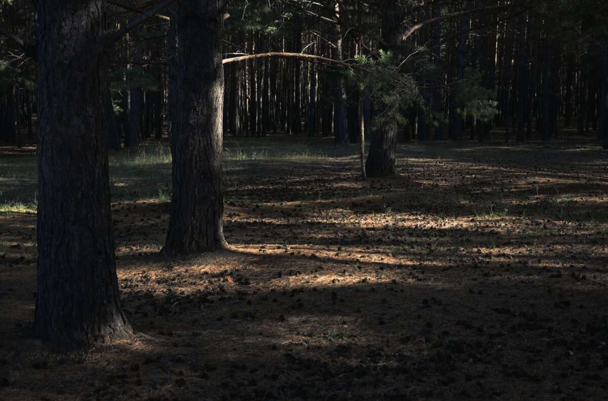 *** - Наталья Покацкая