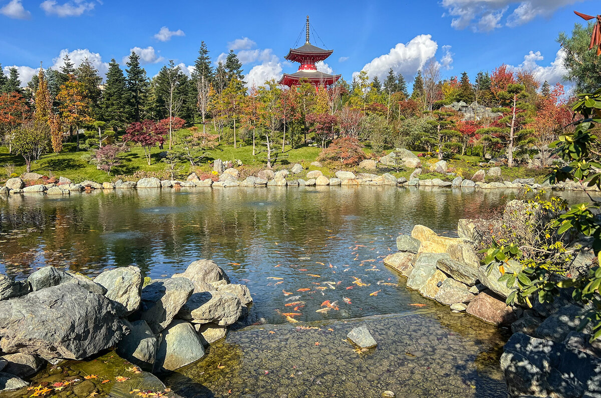 Японский сад в парке Галицкого Зеркальный пруд Кагамиикэ - Galina 
