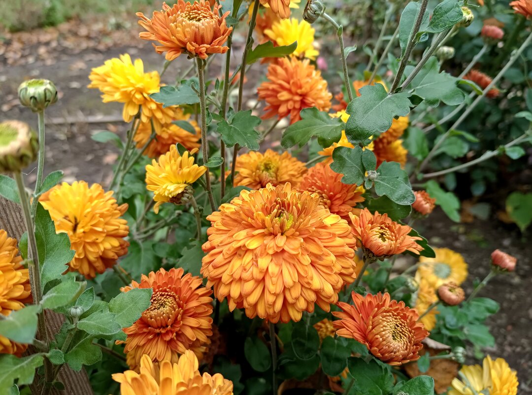 Осенние хризантемы - Мария Васильева