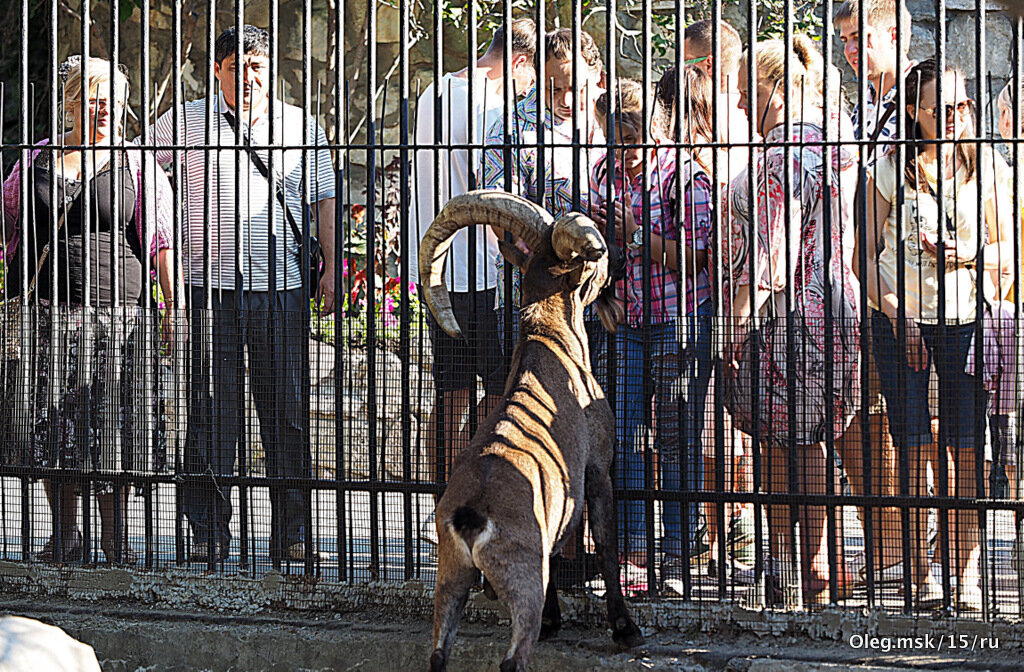 кто кого рассматривает - Олег Лукьянов