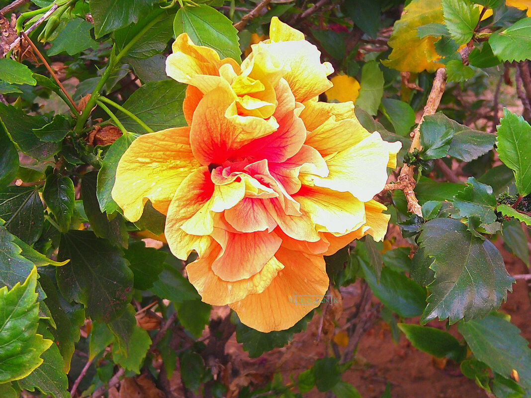 Гибискус. - Argaman Табашник