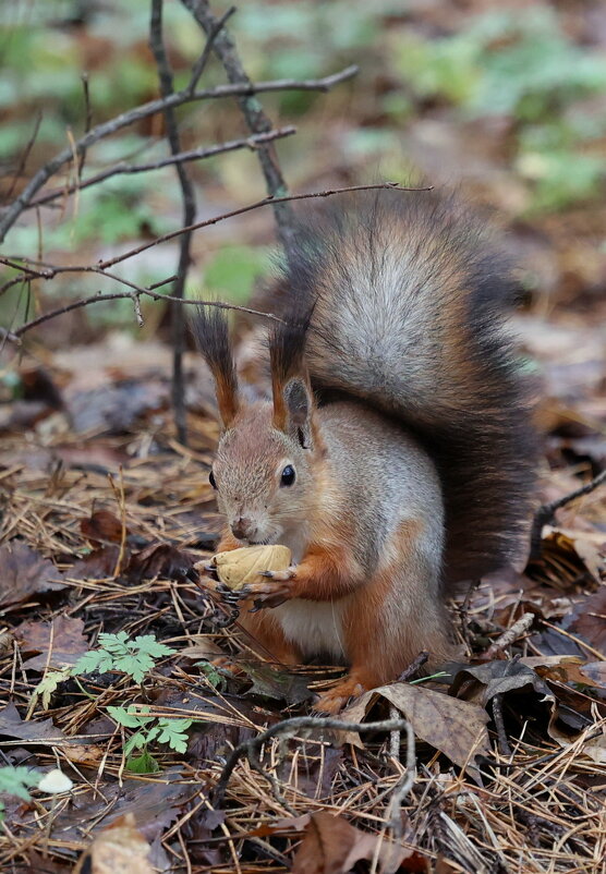 Без суеты. - Александр Кондаков