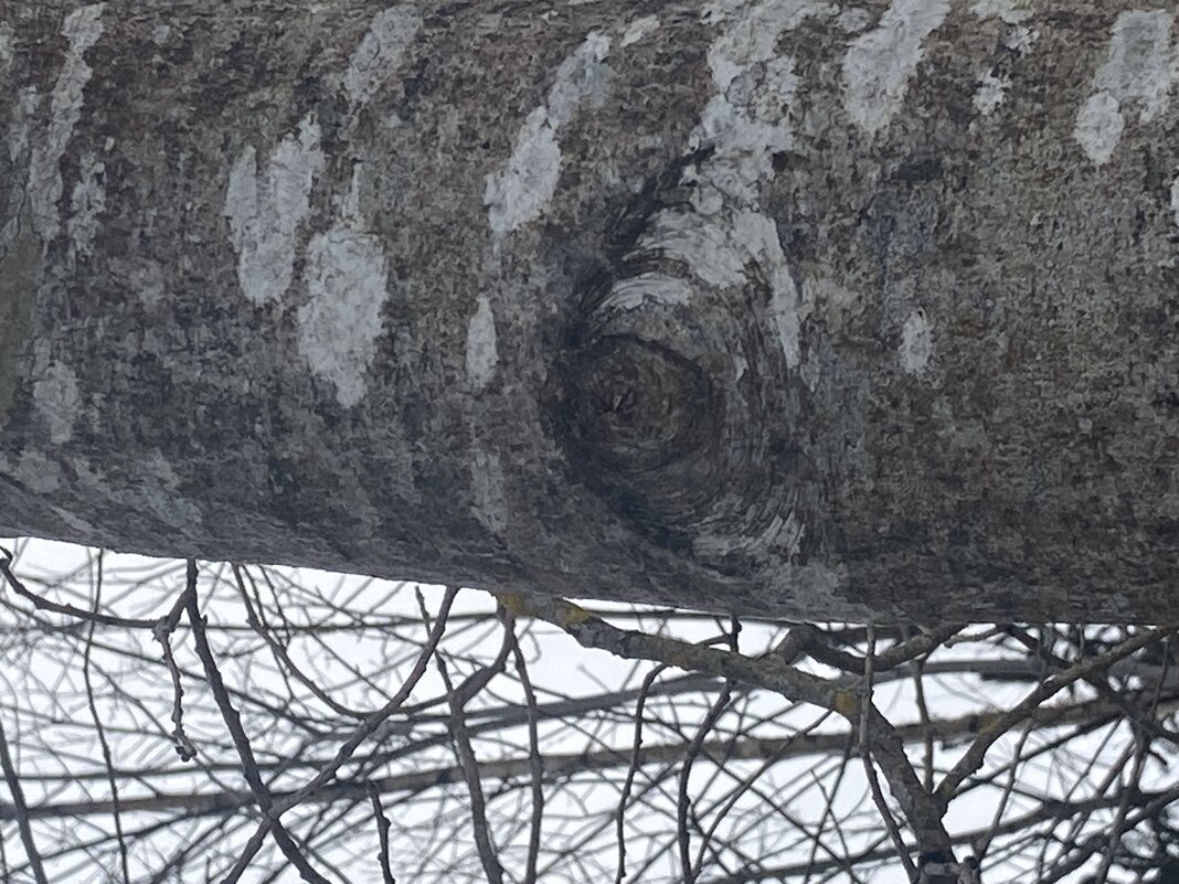 Внимательный взгляд - Ольга Савельева 