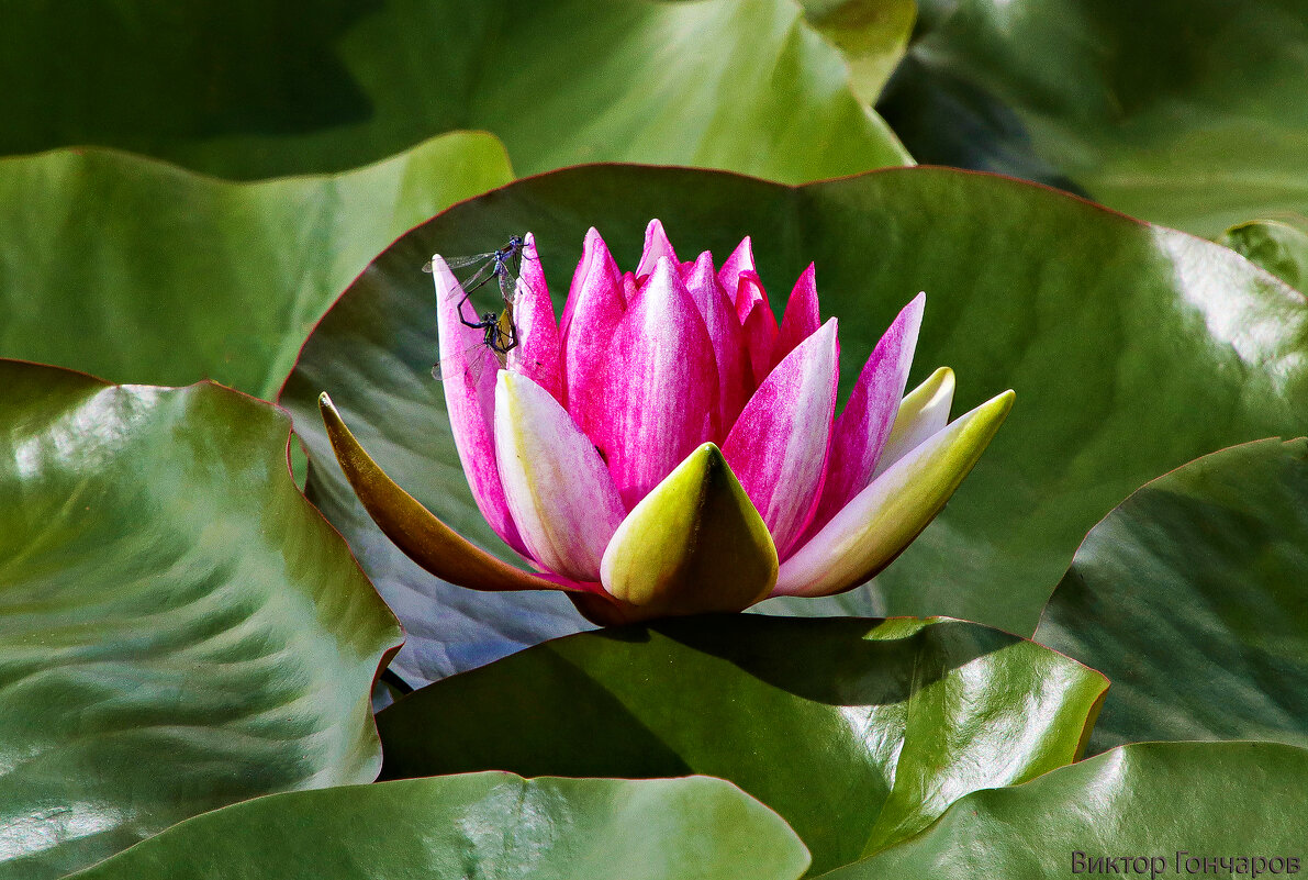 Кувшинка - Laryan1 