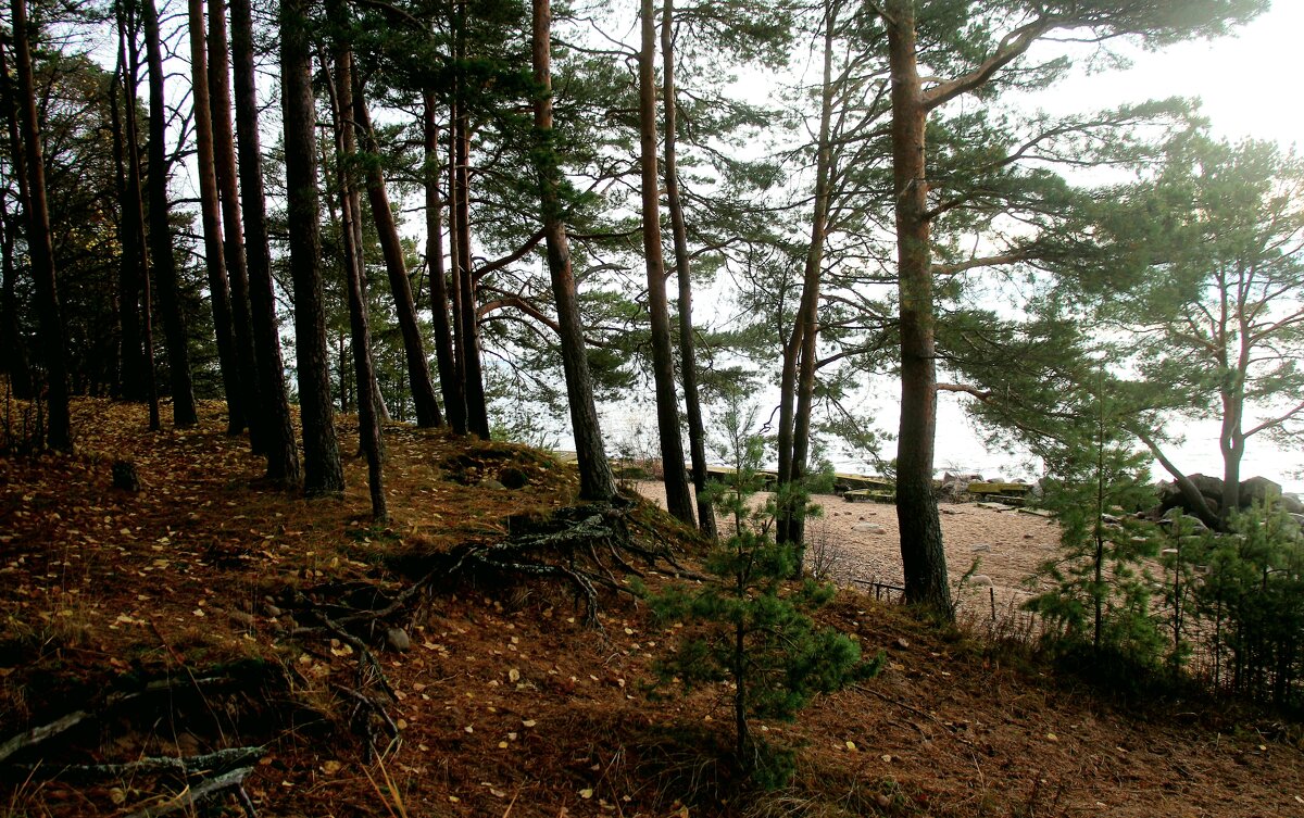 Репино - Наталья Герасимова