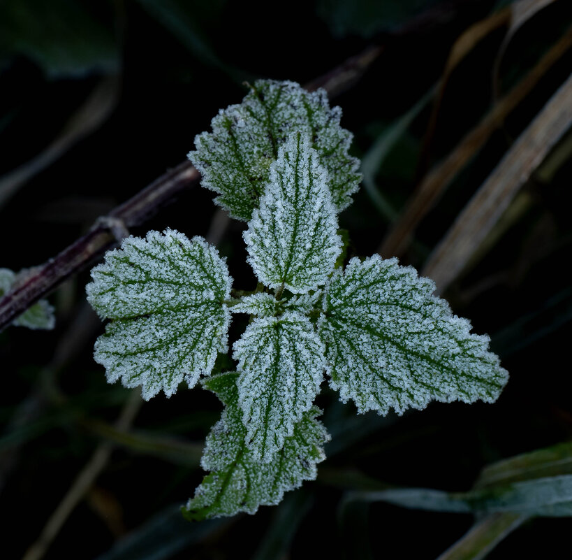 Первый иней в октябре. - Олег Фролов