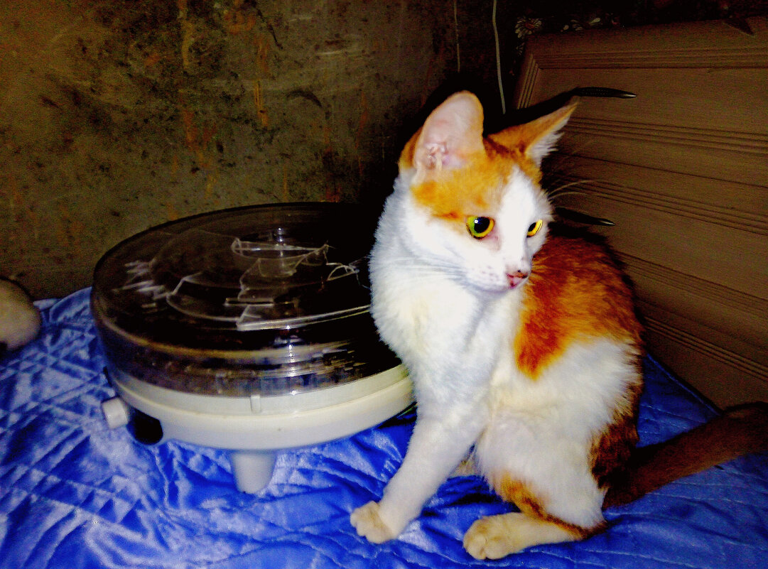 Ксюша - Сергей Кочнев