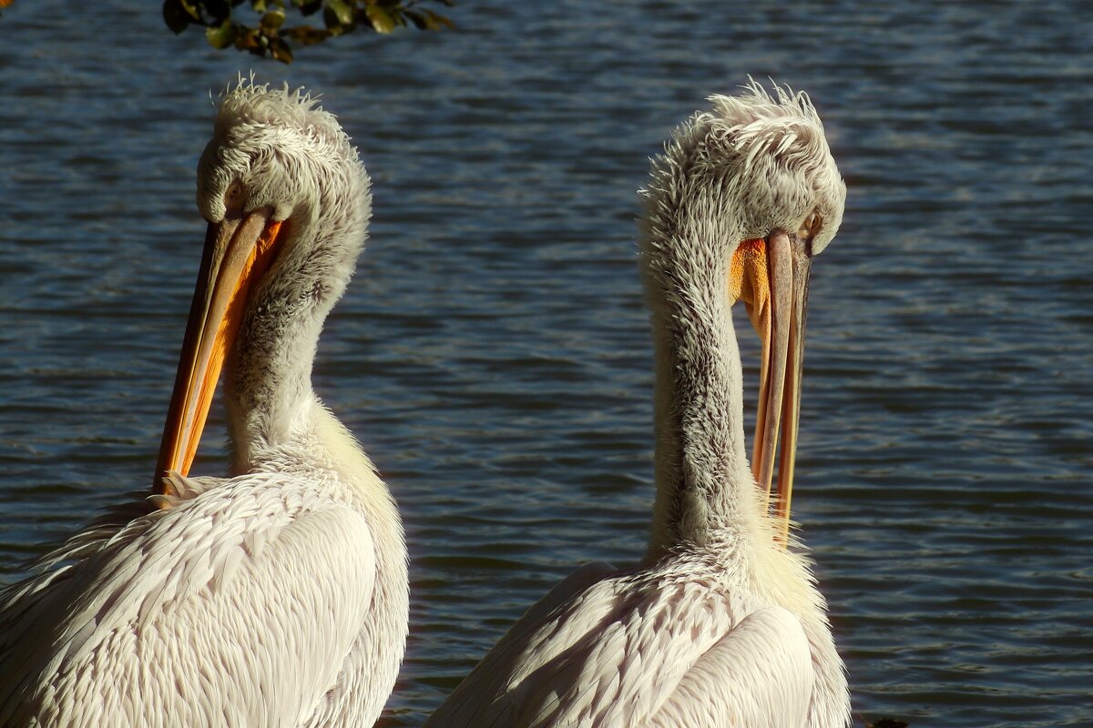 Надо,надо умываться по утрам и вечерам.. - Юрий. Шмаков