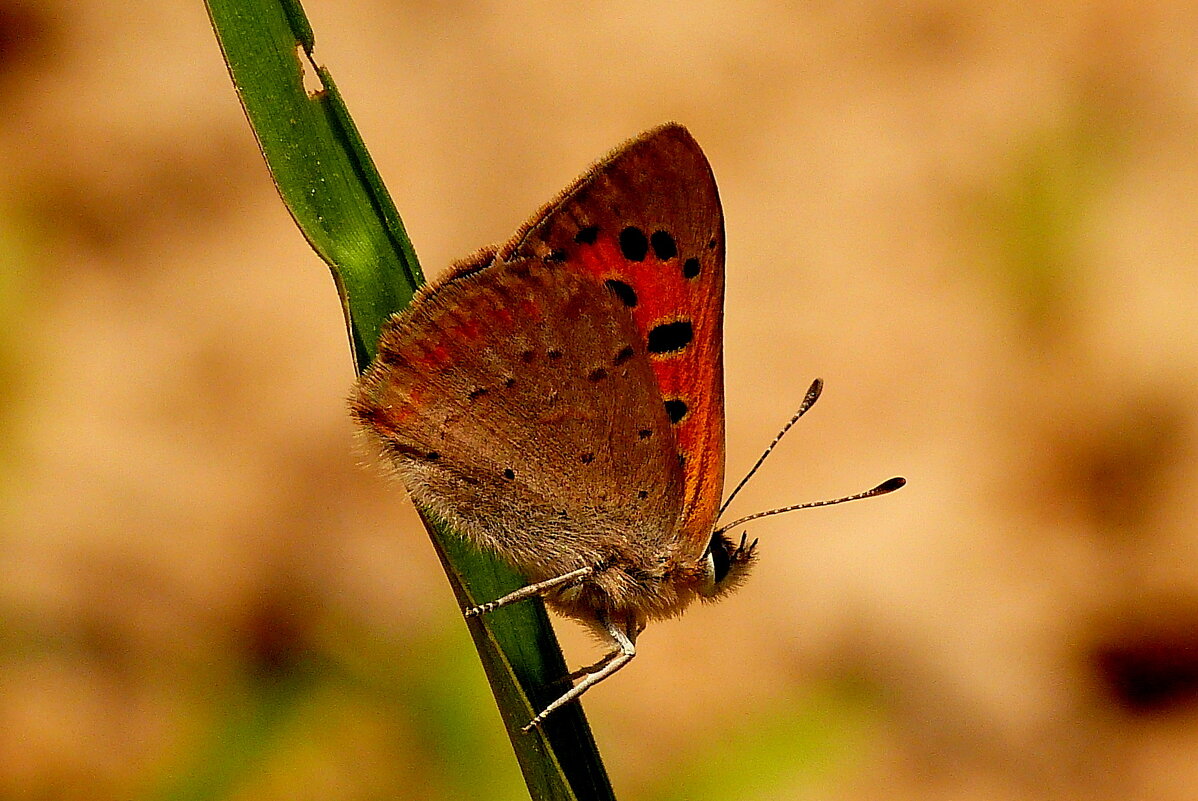 опять про бабочек...12 - Александр Прокудин