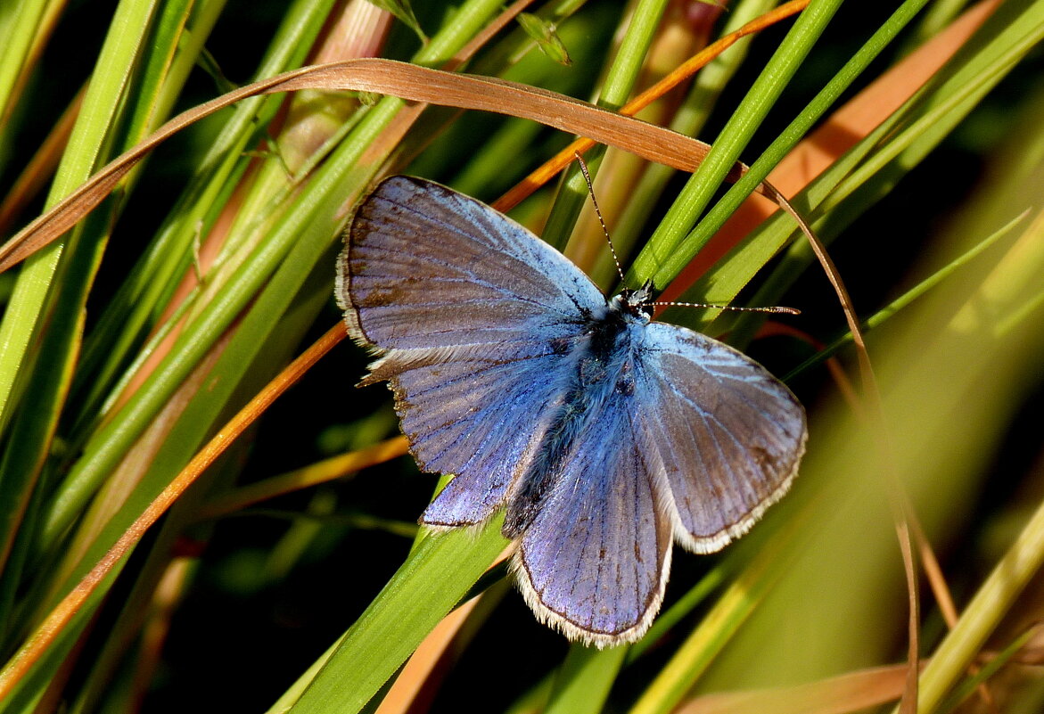 опять про бабочек...15 - Александр Прокудин