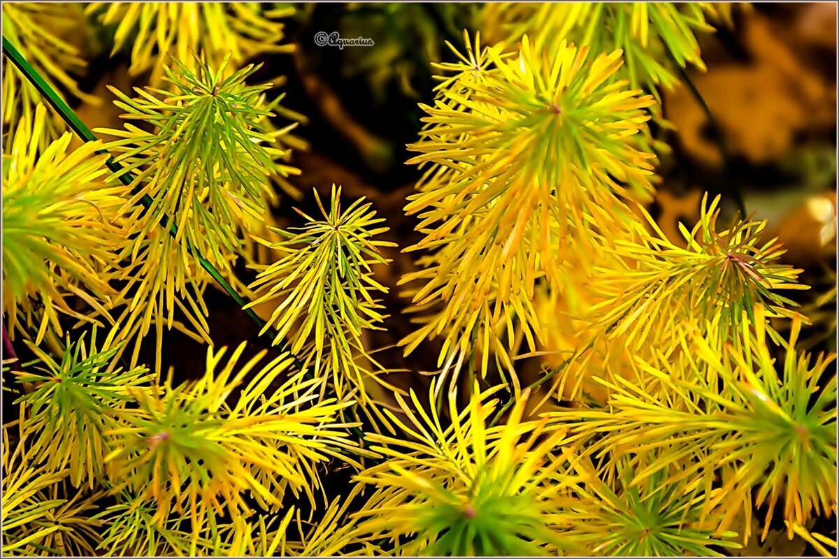 Про октябрь. - Aquarius - Сергей