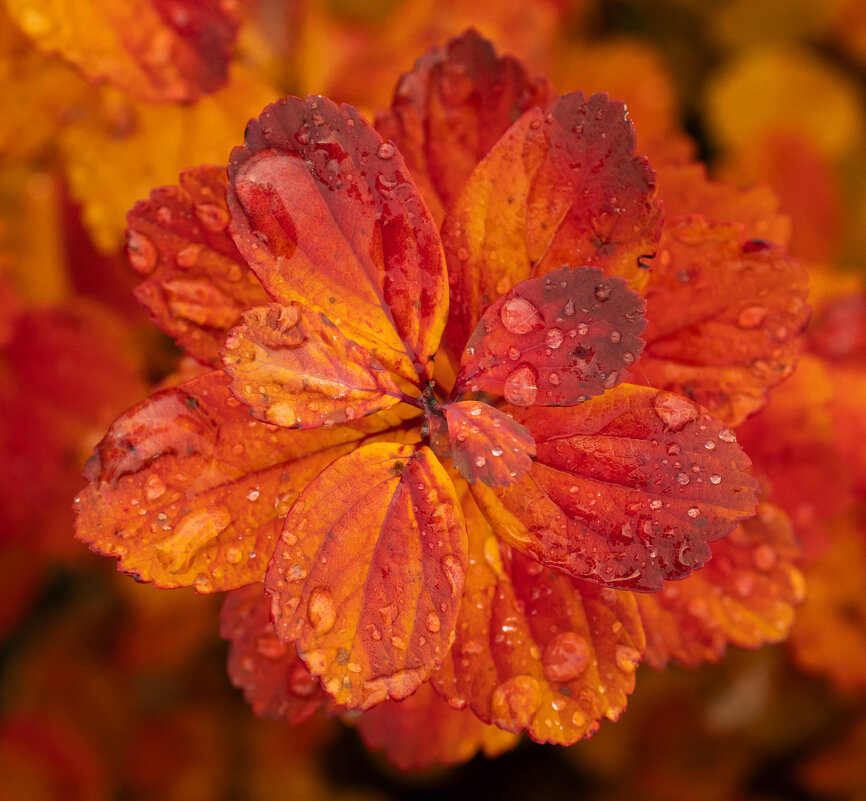 Красные лепестки осени - Олег Фролов