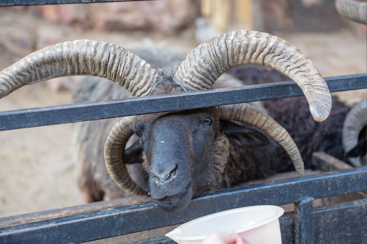 Карачаевская четырехрогая овца - Максим 