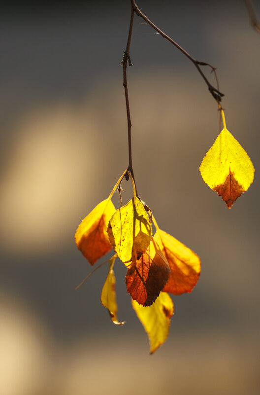 Свет - Светлана Тихонина