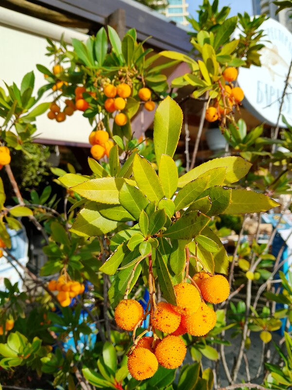 Земляничное дерево или Арбутус - Tata Wolf